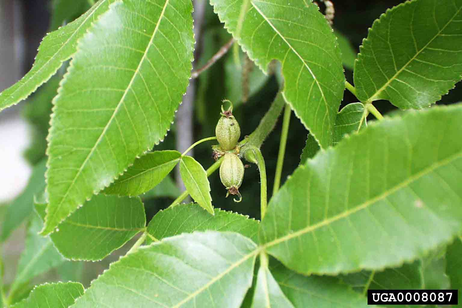 Shagbark hickory fruit