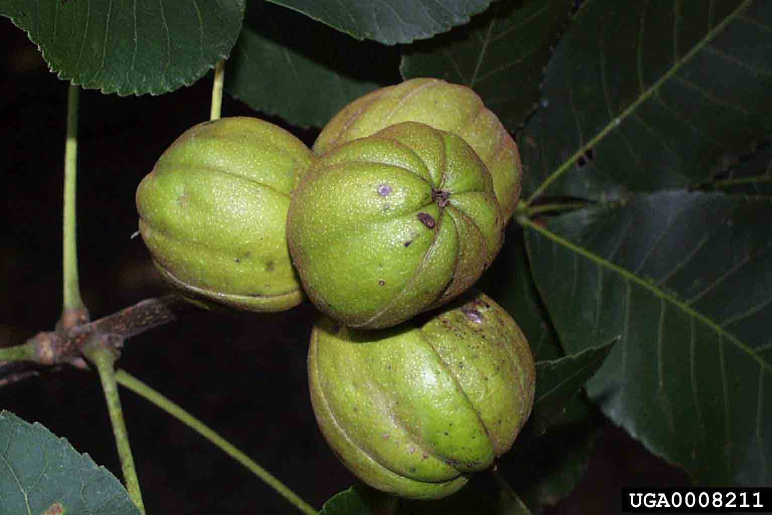 Shagbark hickory nuts in husks