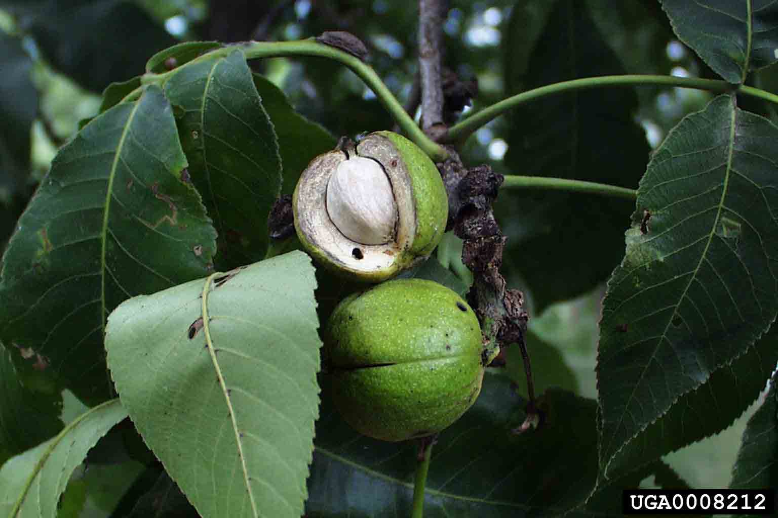 Shagbark hickory nut in husk