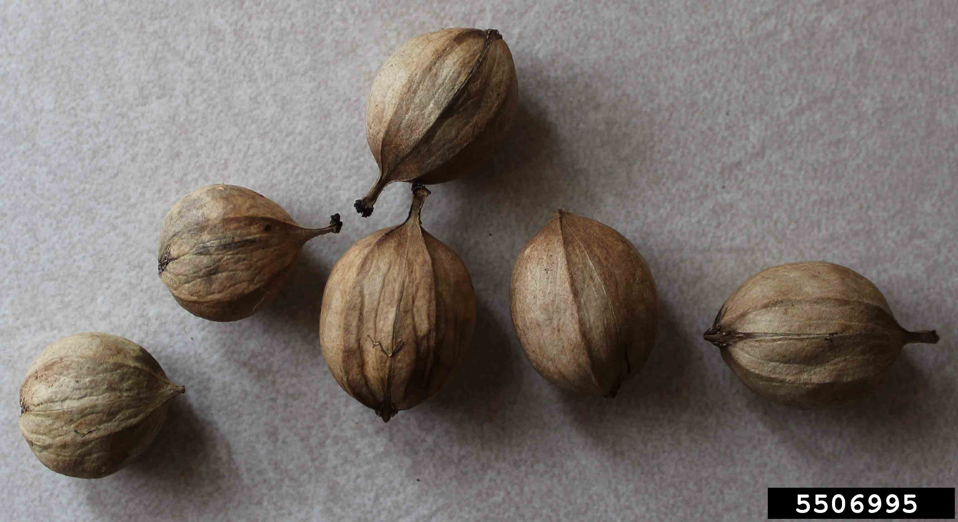 Shagbark hickory nuts