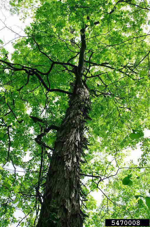Shagbark hickory tree