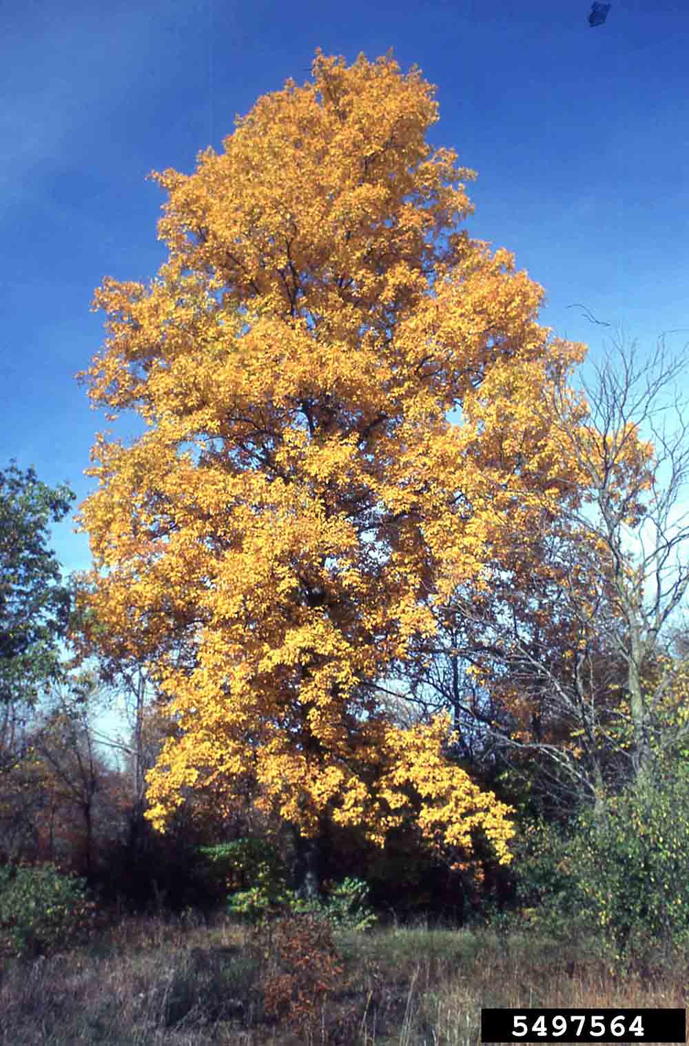 Shagbark hickory tree, fall
