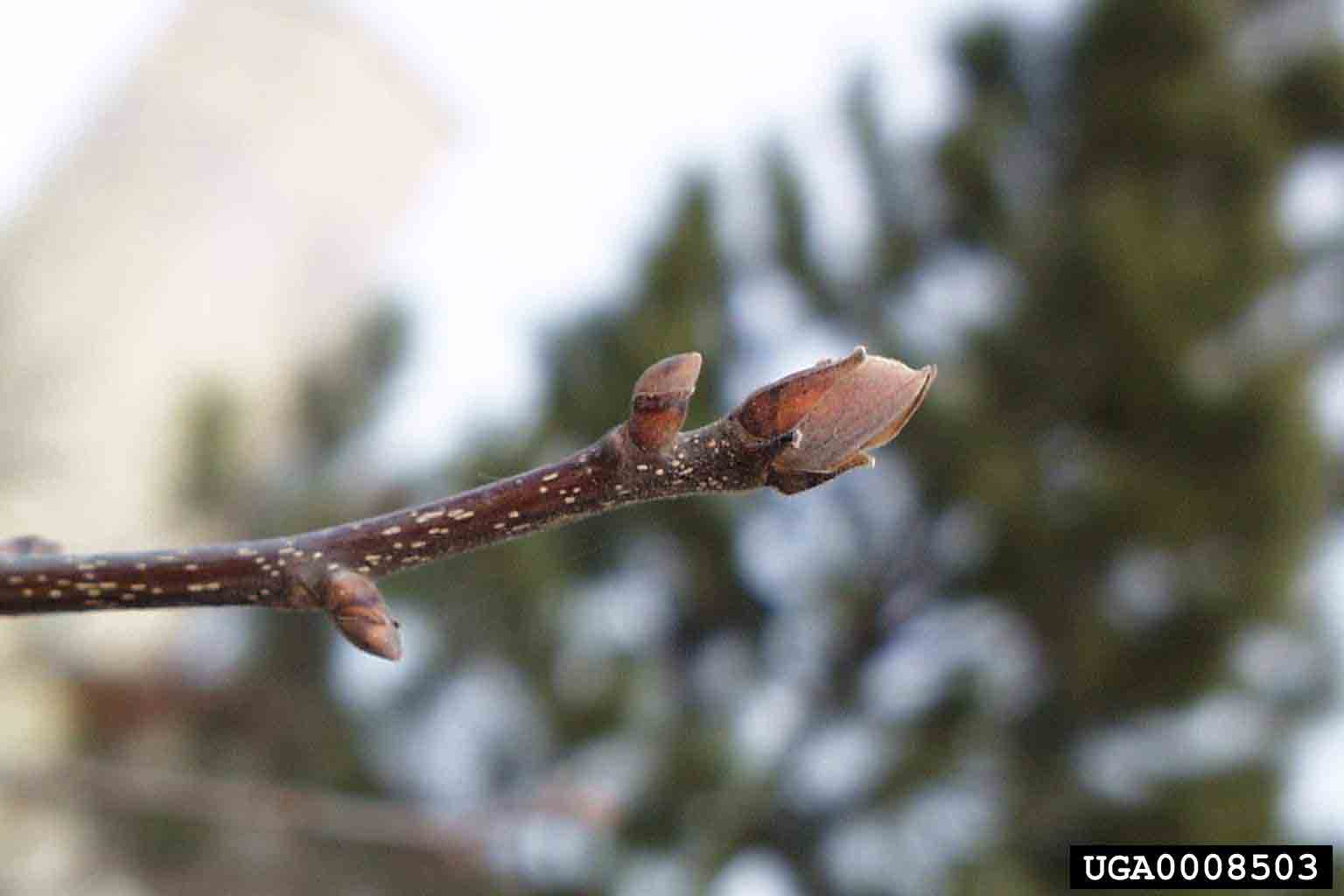 Shagbark hickory twig with buds