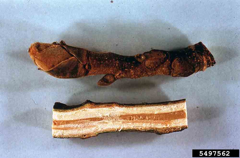 Shagbark hickory twig