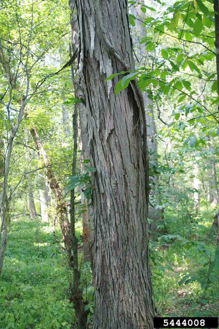 Shellbark hickory bark on trunk