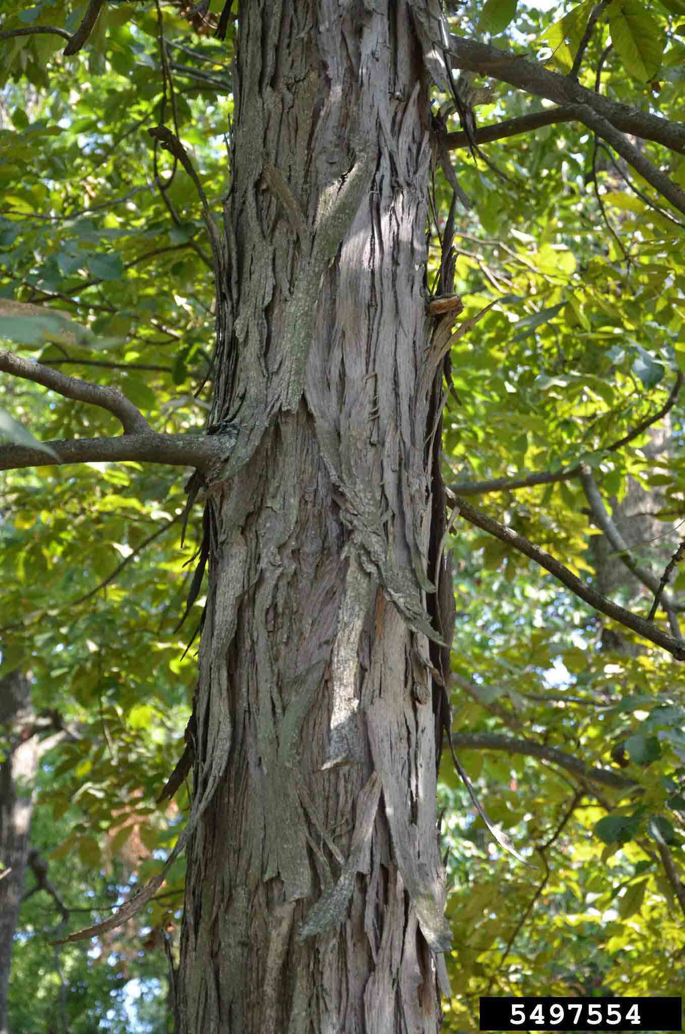 Shellbark hickory bark on trunk