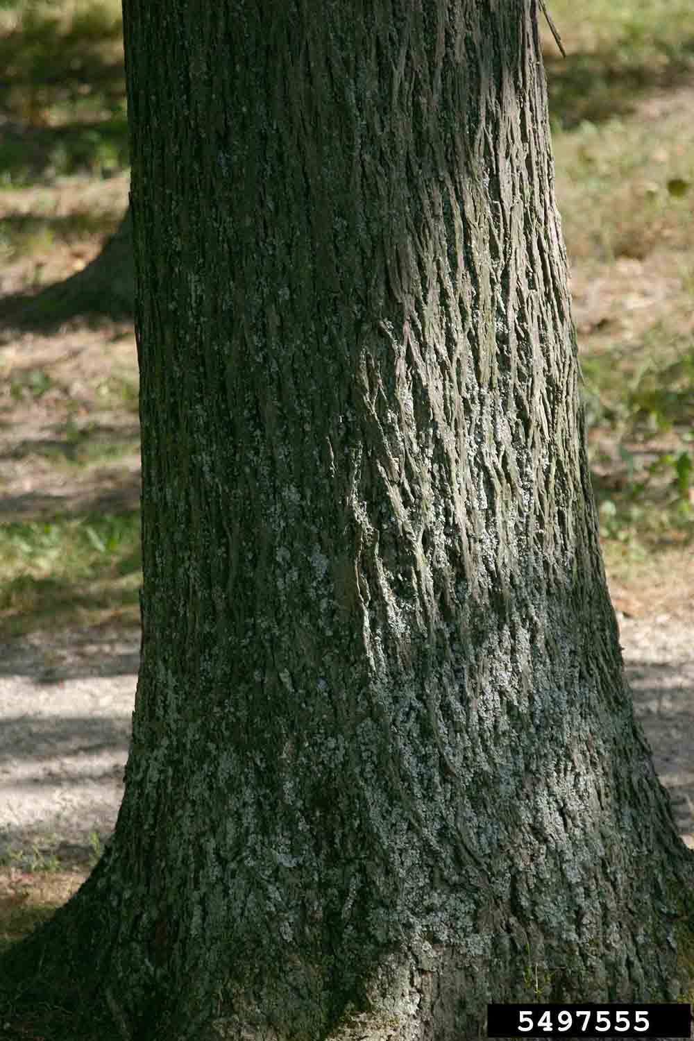 Shellbark hickory bark at base of tree