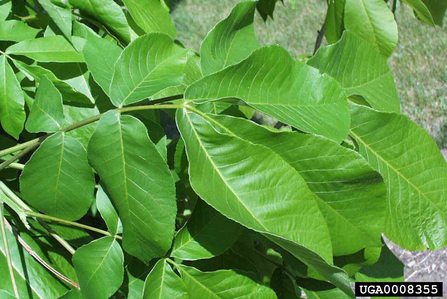 Shellbark hickory leaves