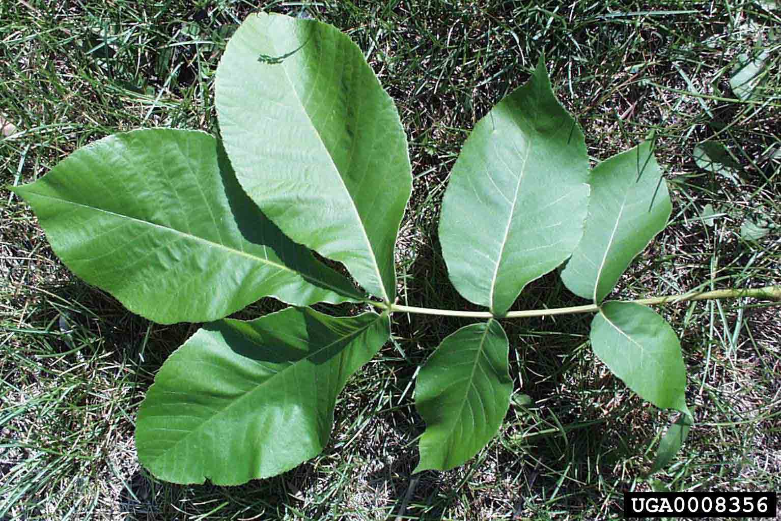 Shellbark hickory leaf, 15"-22" long