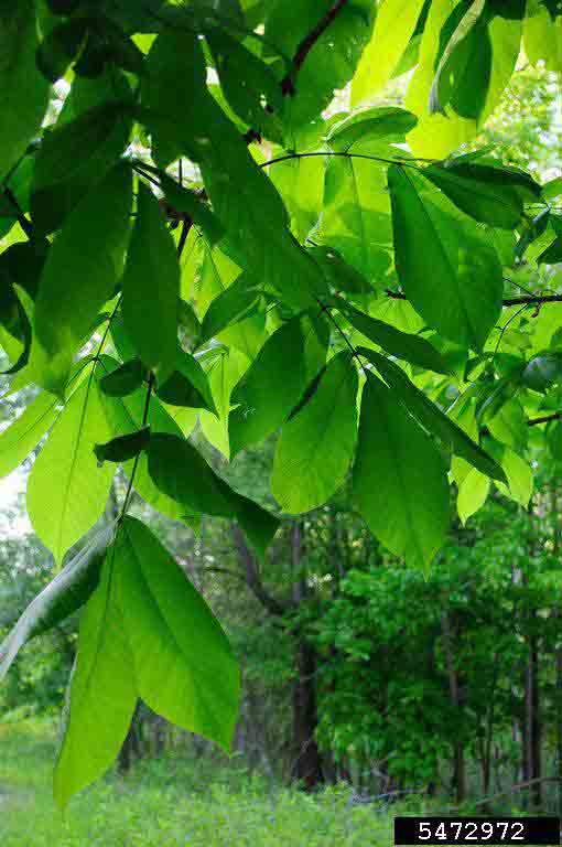 Shellbark hickory leaves