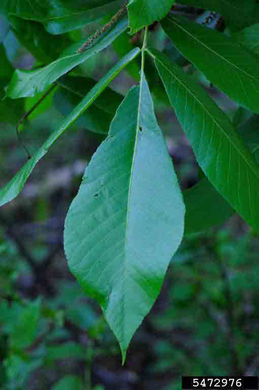 Shellbark hickory terminal leaflet, showing smooth surface and toothed margins