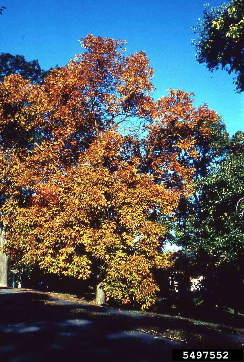 Shellbark hickory tree, fall