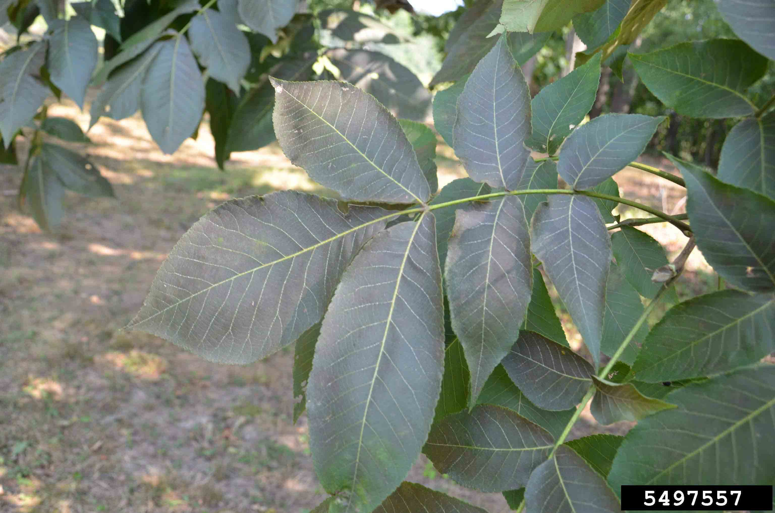 Shellbark hickory leaf, pinnately compound with 7-9 leaflets