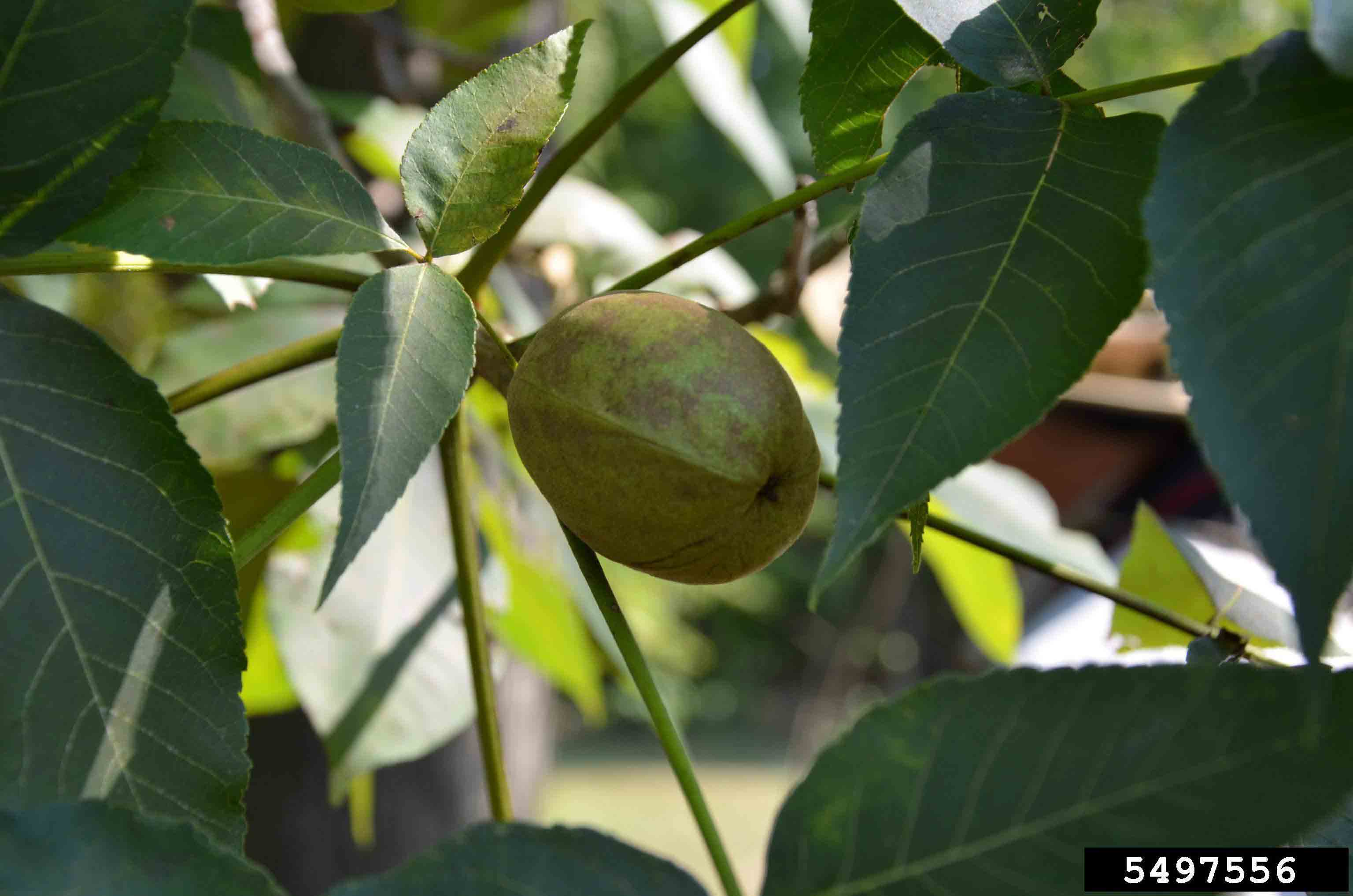 Shellbark hickory nut in husk