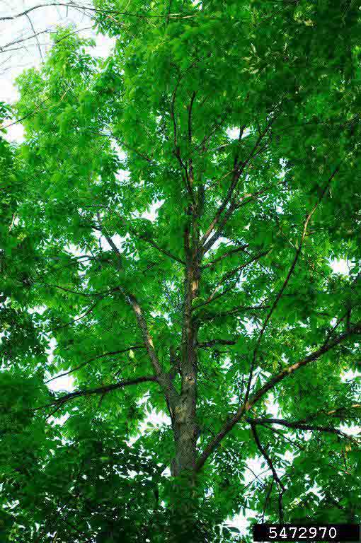 Shellbark hickory tree