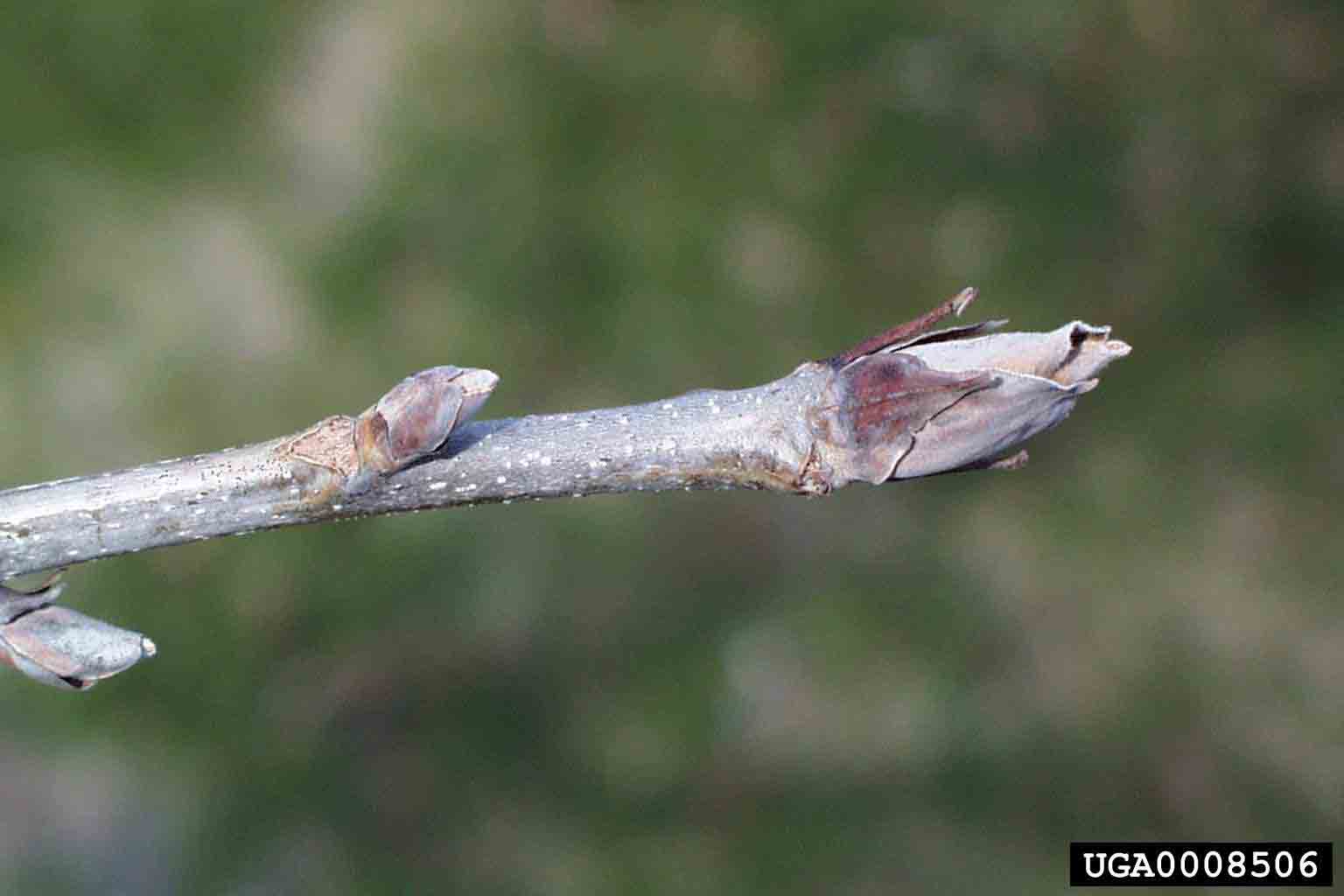 Shellbark hickory twig with bud