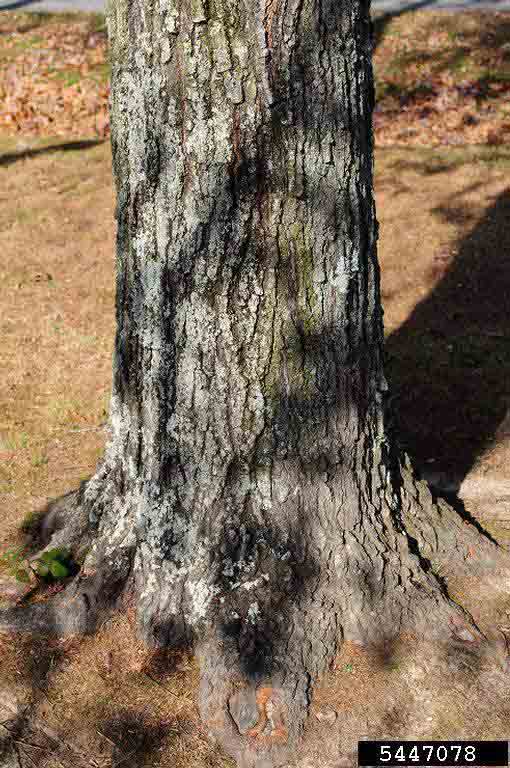 Shingle oak tree at base