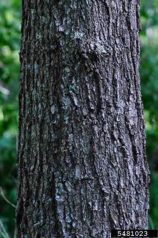 Shingle oak bark on trunk