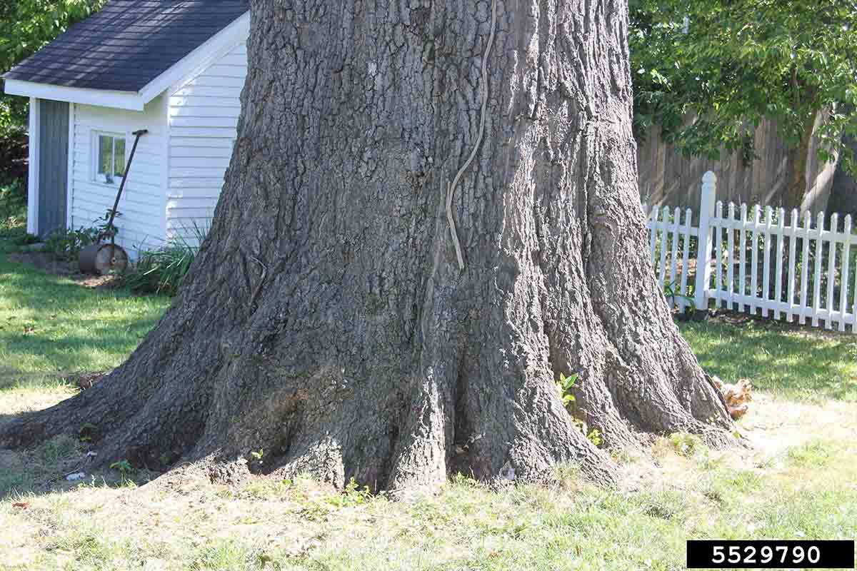 Shingle oak tree at base