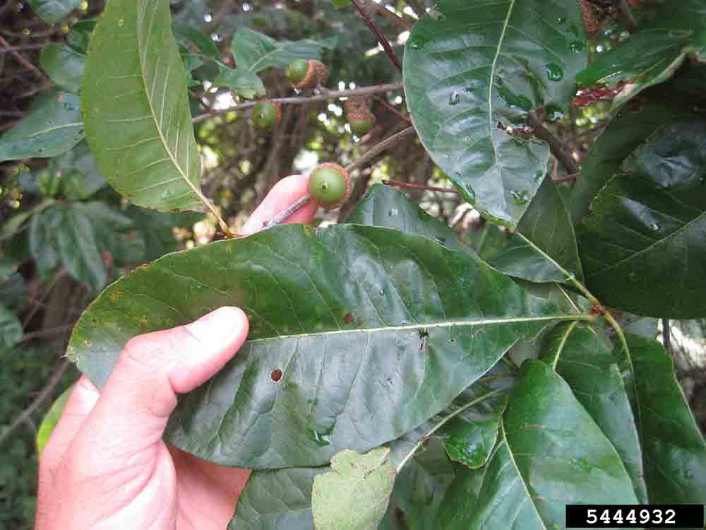 Shingle oak leaf, 4"-6" long with untoothed margins and single bristle at the tip