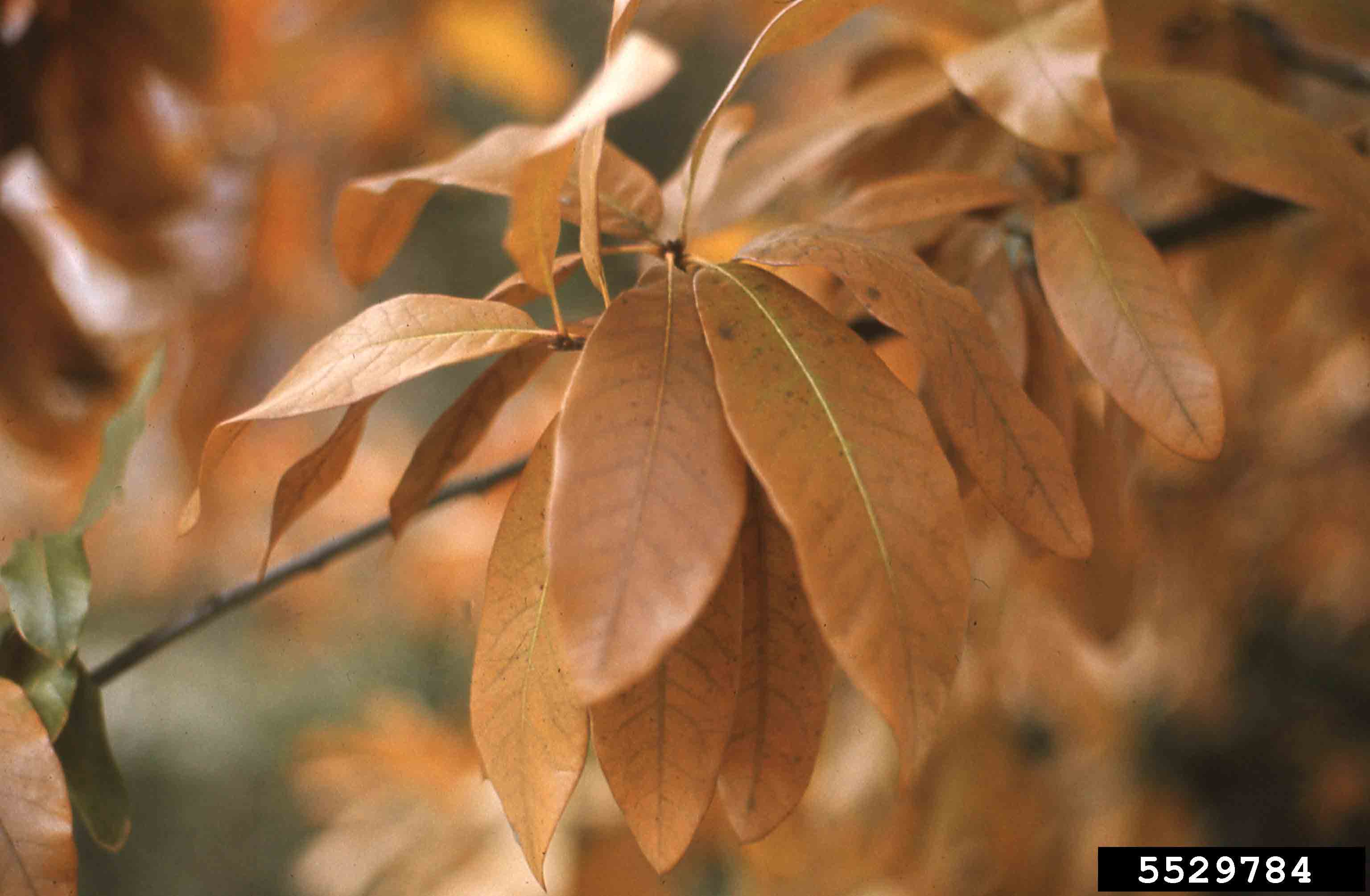 Shingle oak leaves, fall
