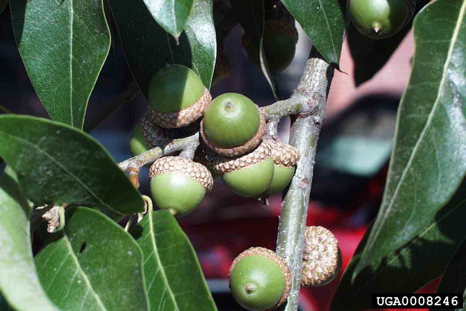 Shingle oak acorns