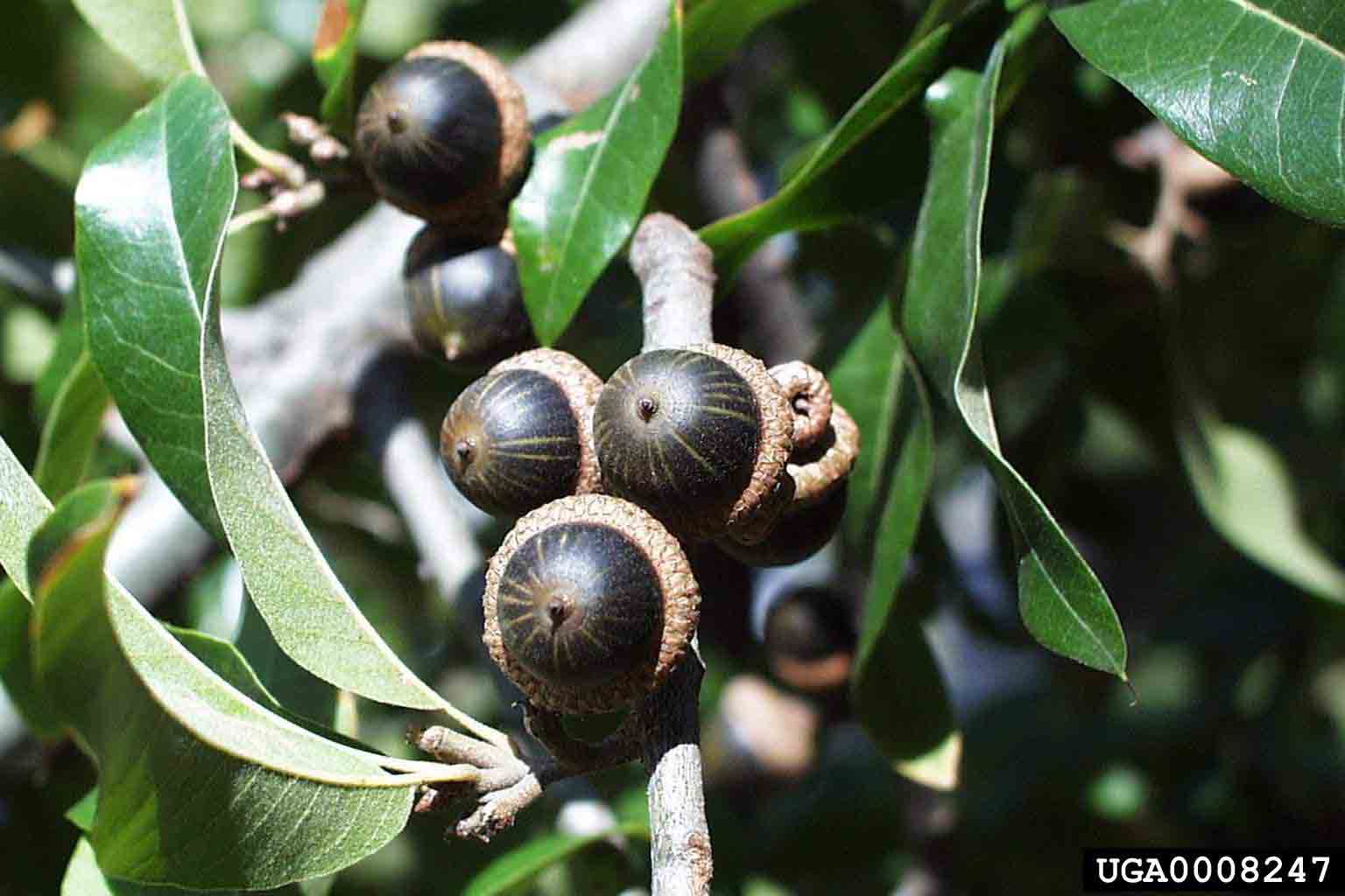 Shingle oak acorns