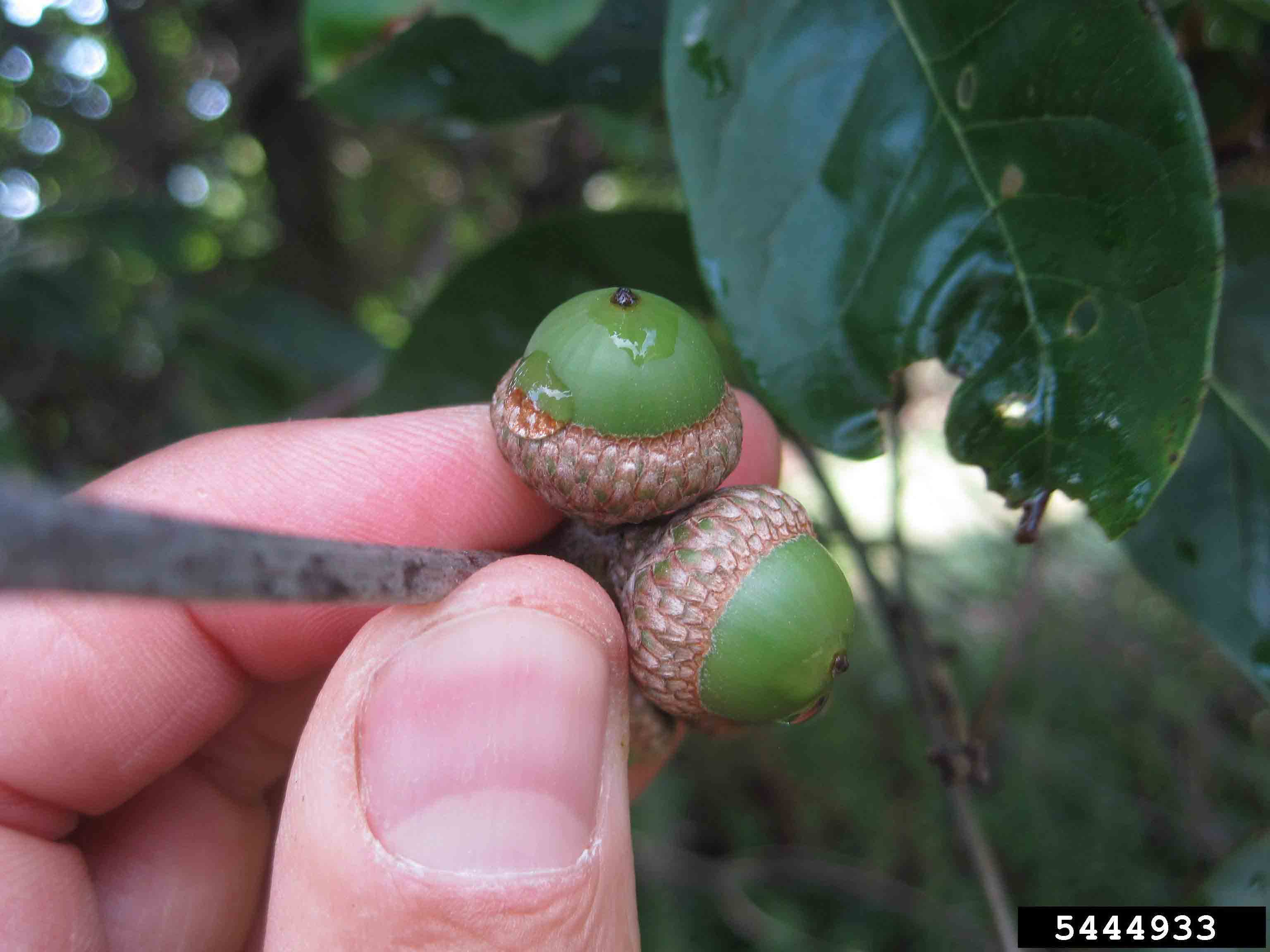 Shingle oak acorns