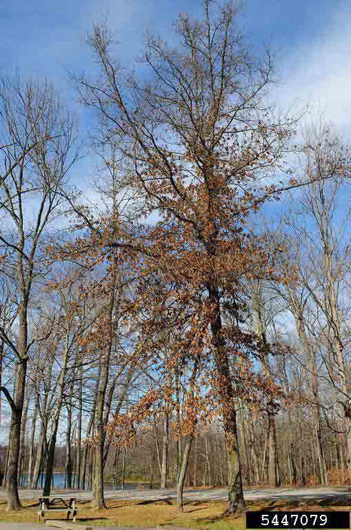 Single oak tree habit, winter