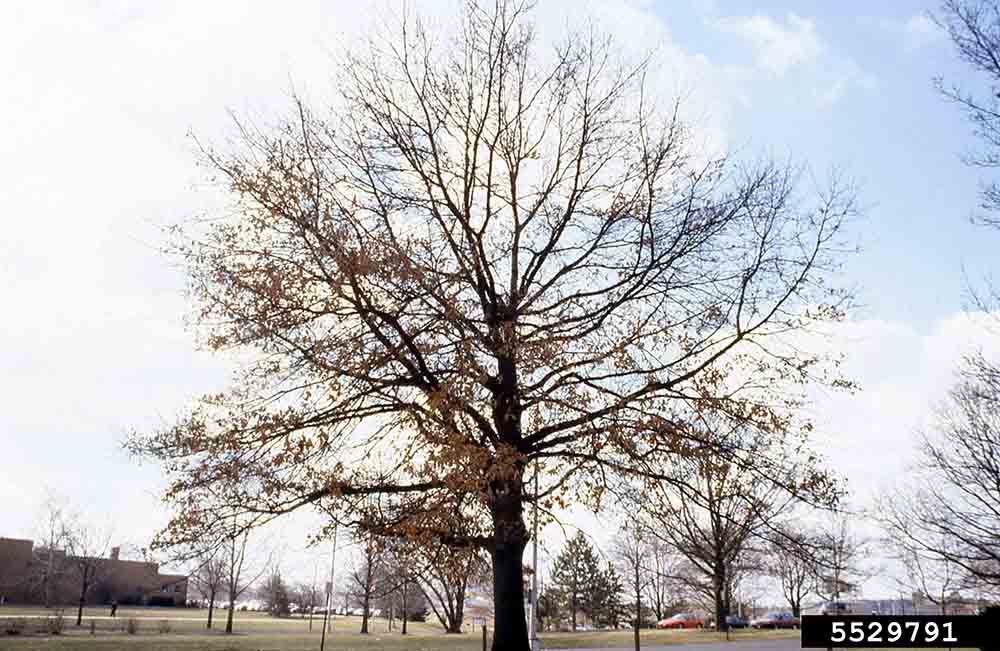 Shingle oak tree habit, winter