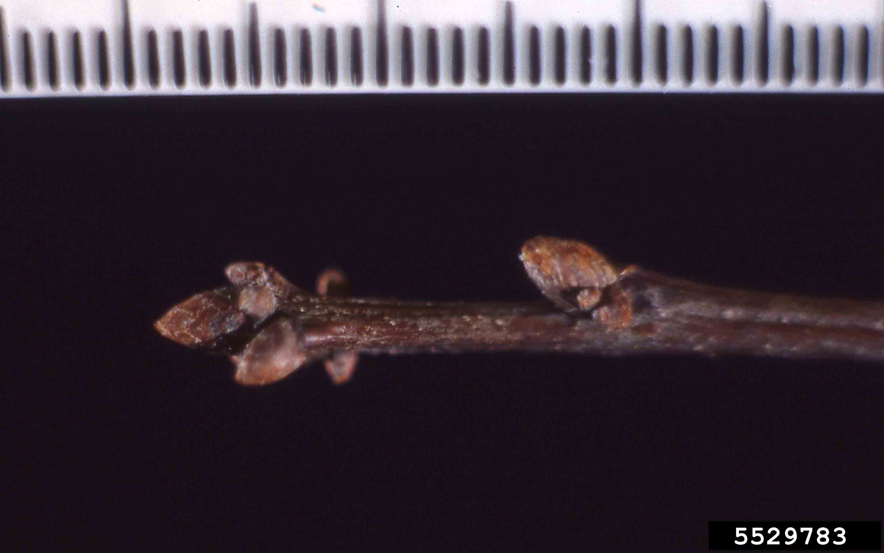Single oak twig with buds