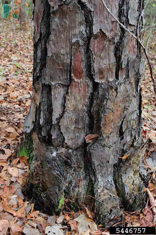 Shortleaf pine tree at base