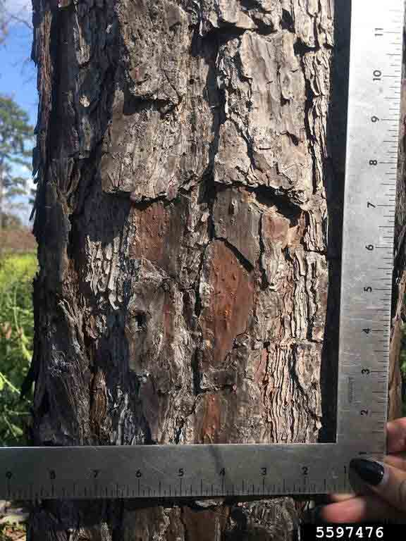 Shortleaf pine bark on trunk