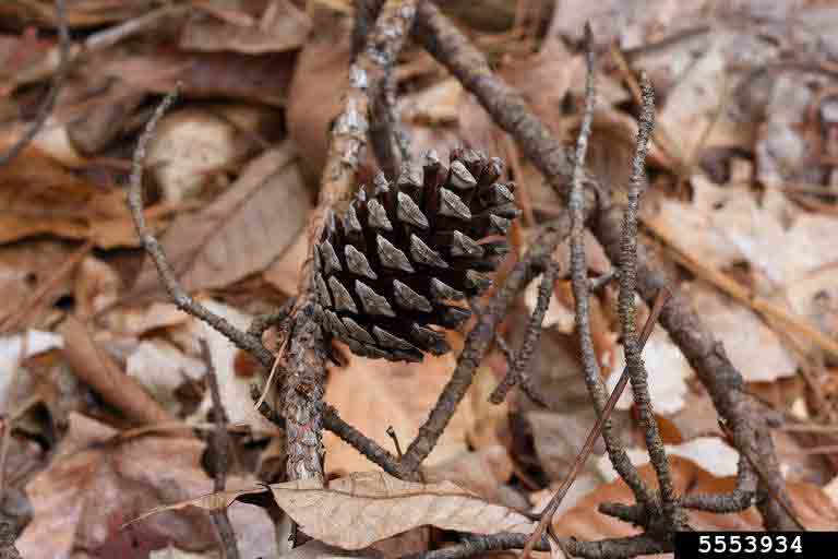 Shortleaf pine cone