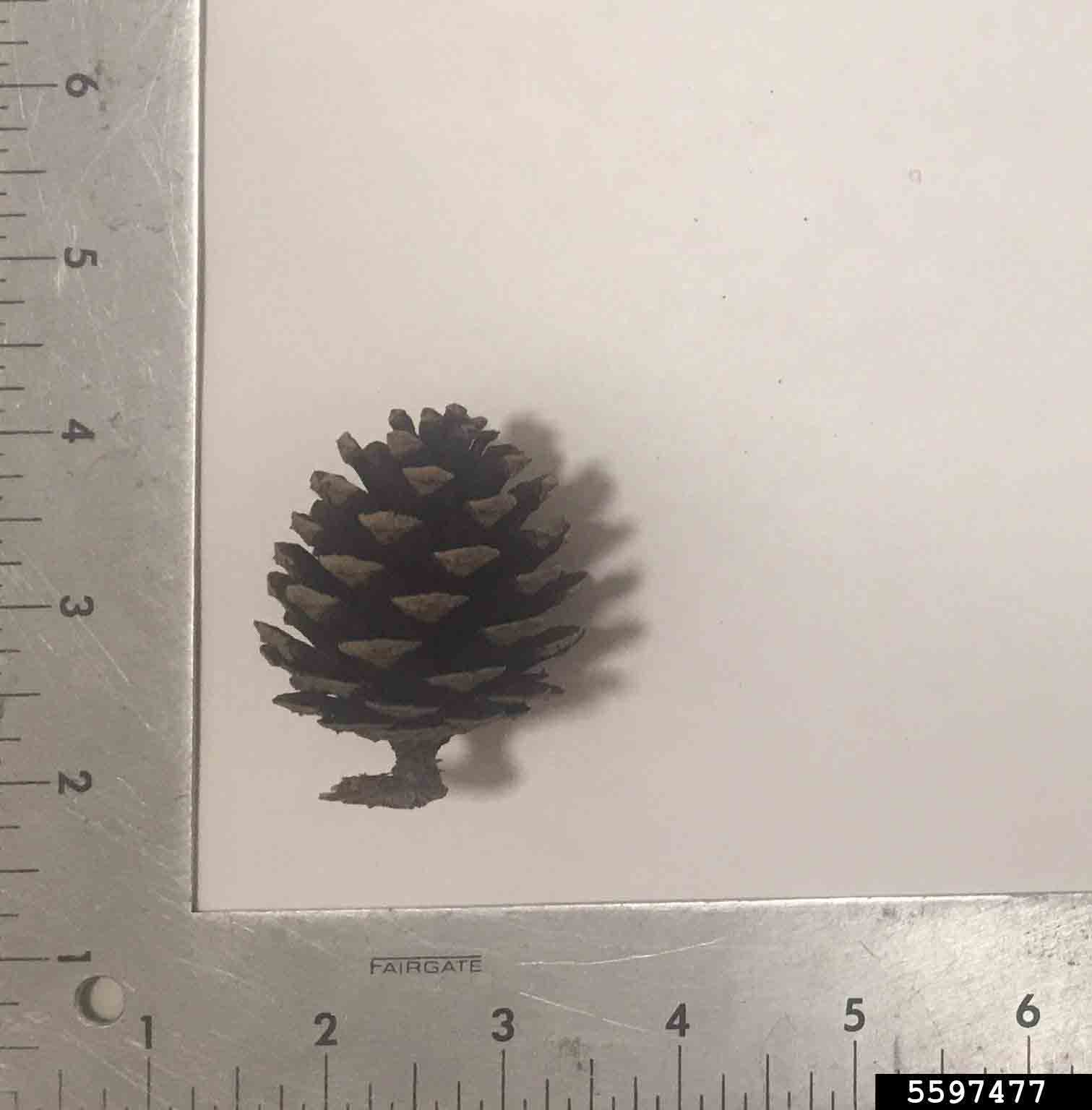 Shortleaf pine cone