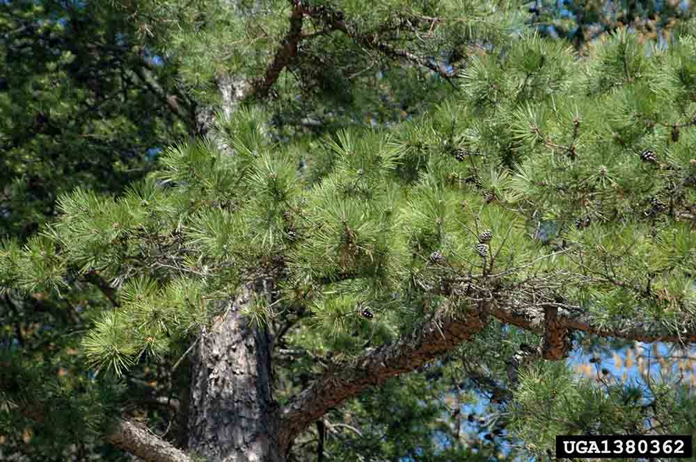 Shortleaf pine foliage
