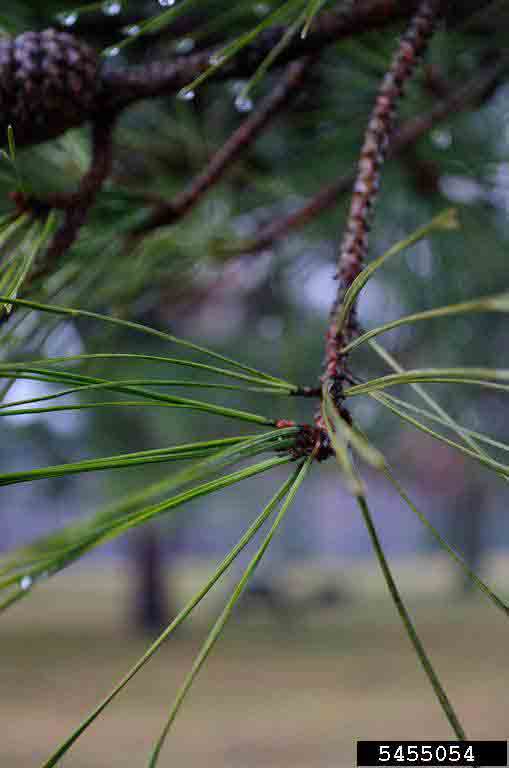 Shortleaf pine needles, two or three to a bundle
