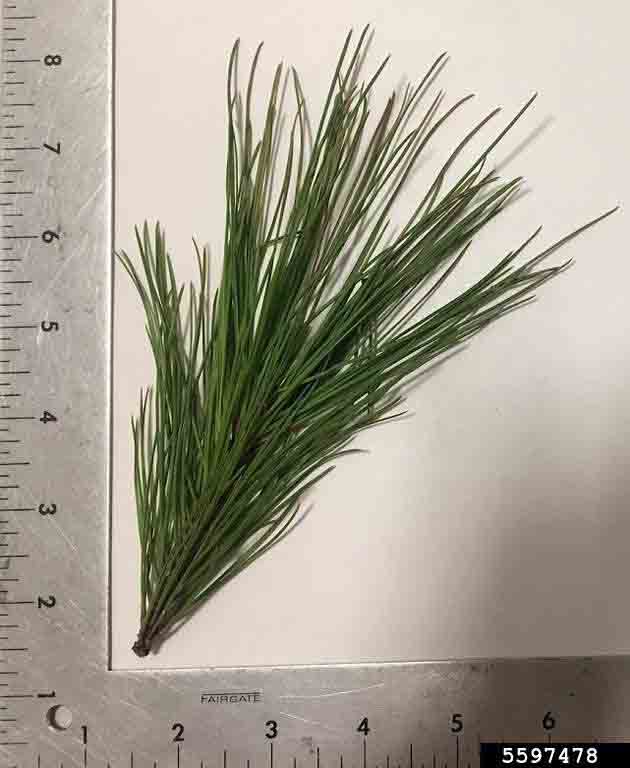 Shortleaf pine needles, 3"-5" long