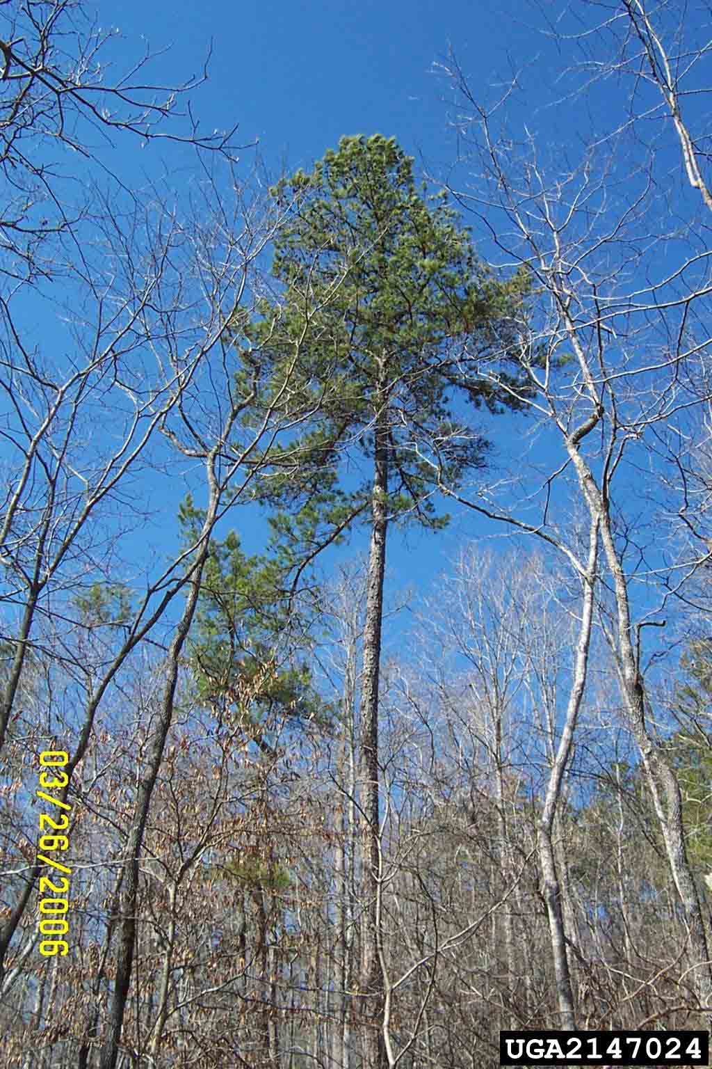 Shortleaf pine tree