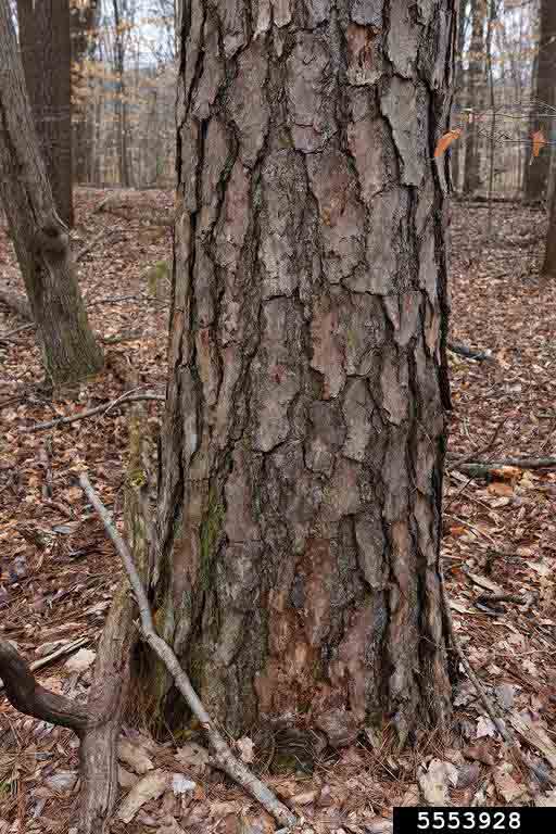 Shortleaf pine tree at base