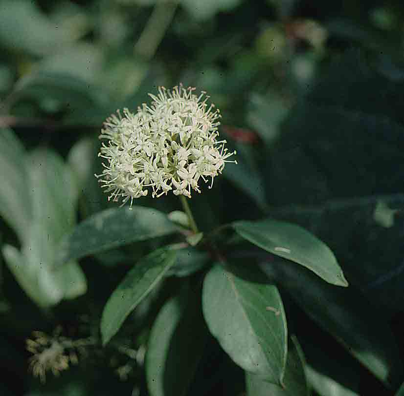 Silky dogwood flower and foliage