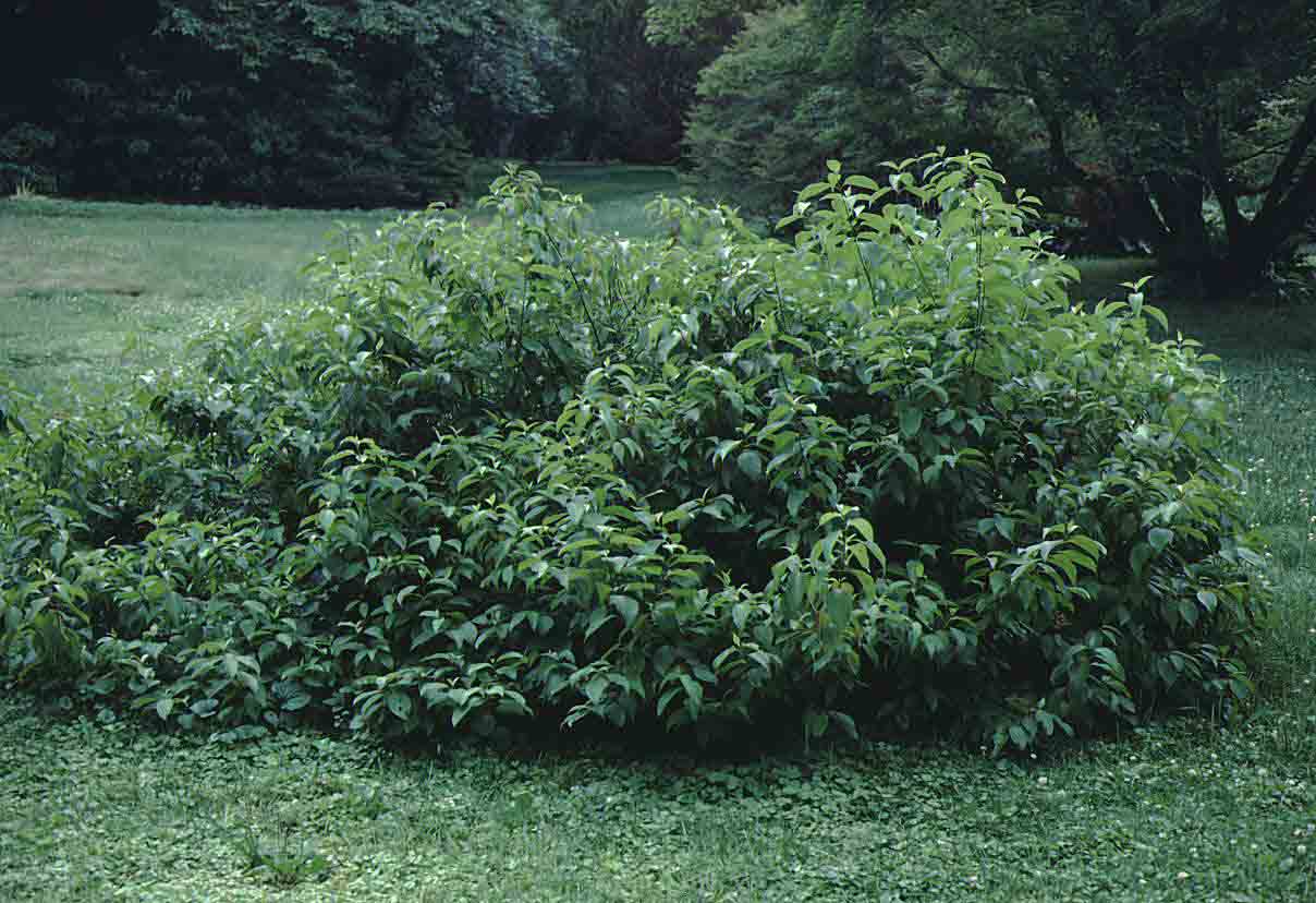 Silky dogwood, showing multi-stemmed shrub form