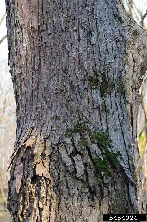 Silver maple bark on mature tree