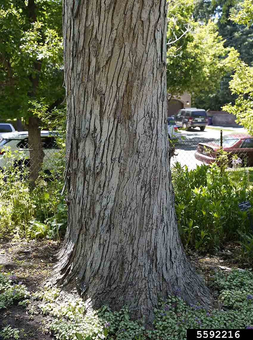 Silver maple bark on mature tree