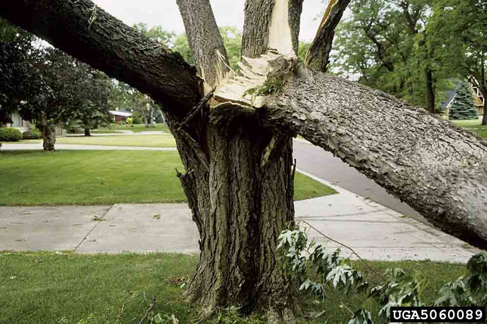 Silver maple tree, weak-wooded and prone to breakage