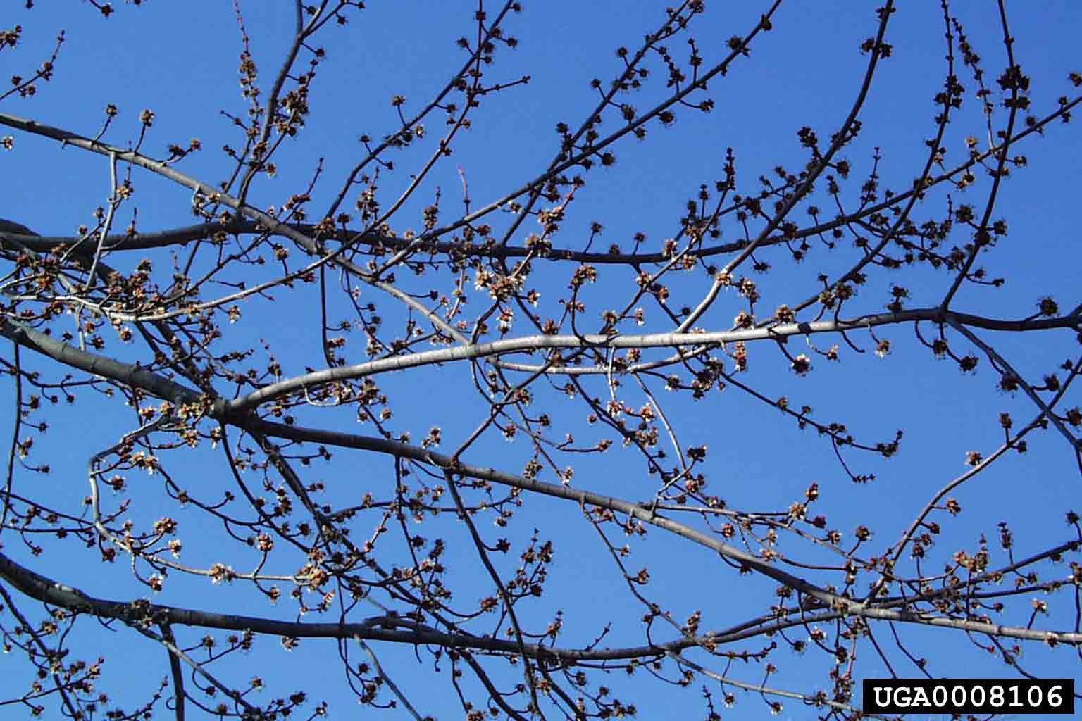 Silver maple branches, in flower