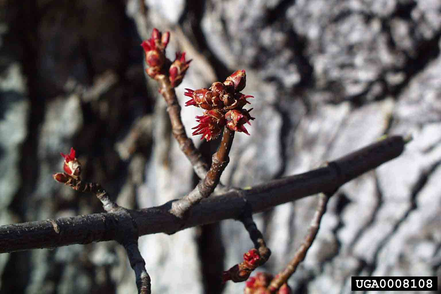 Silver maple flowers