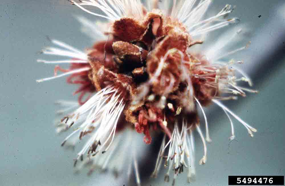 Silver maple flowers