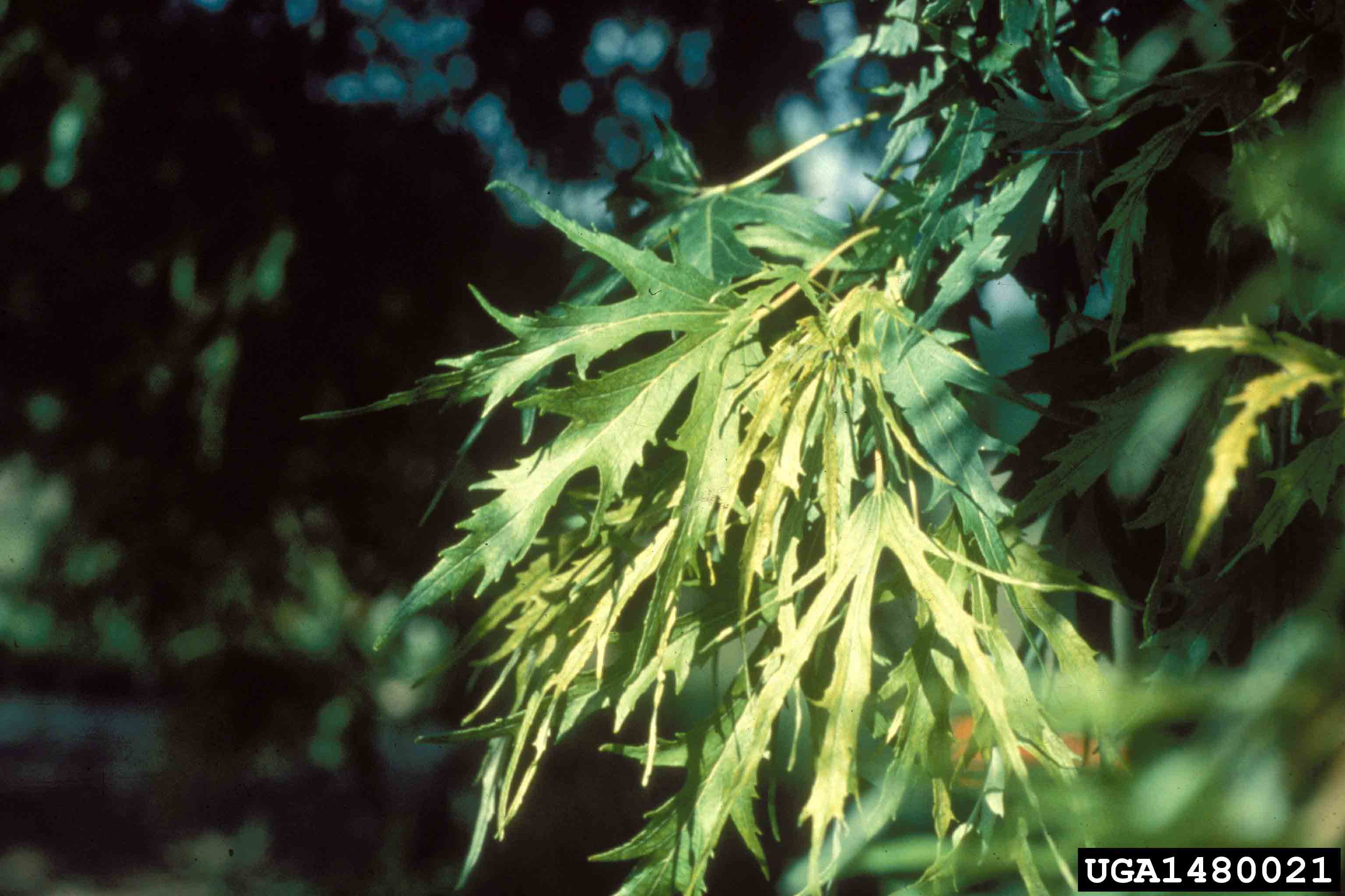 Silver maple leaves, showing deep V-shaped lobes