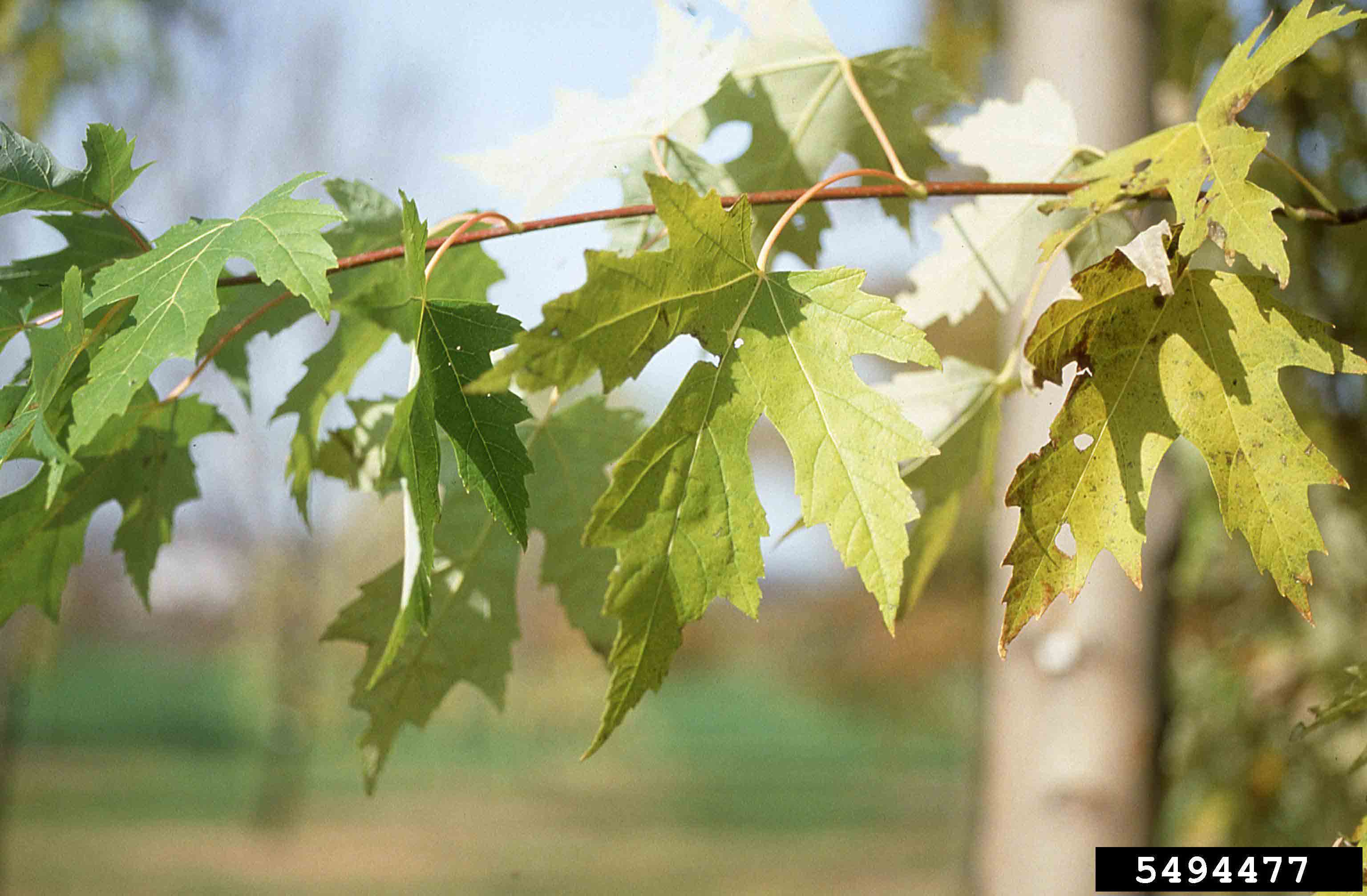 Silver maple leaves, showing opposite arrangement